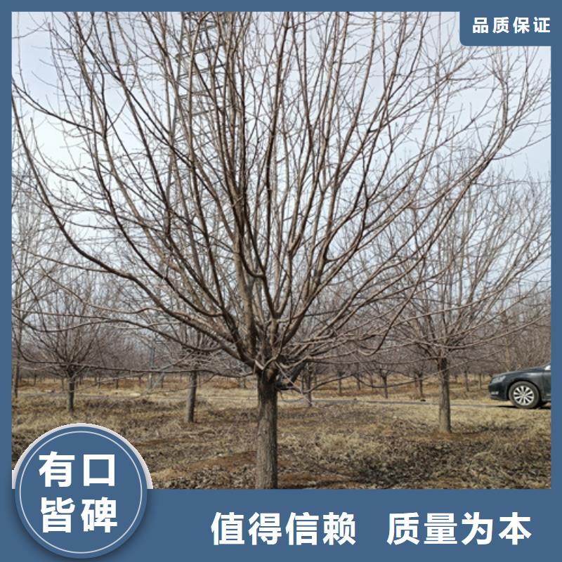 法桐美国红枫专注质量