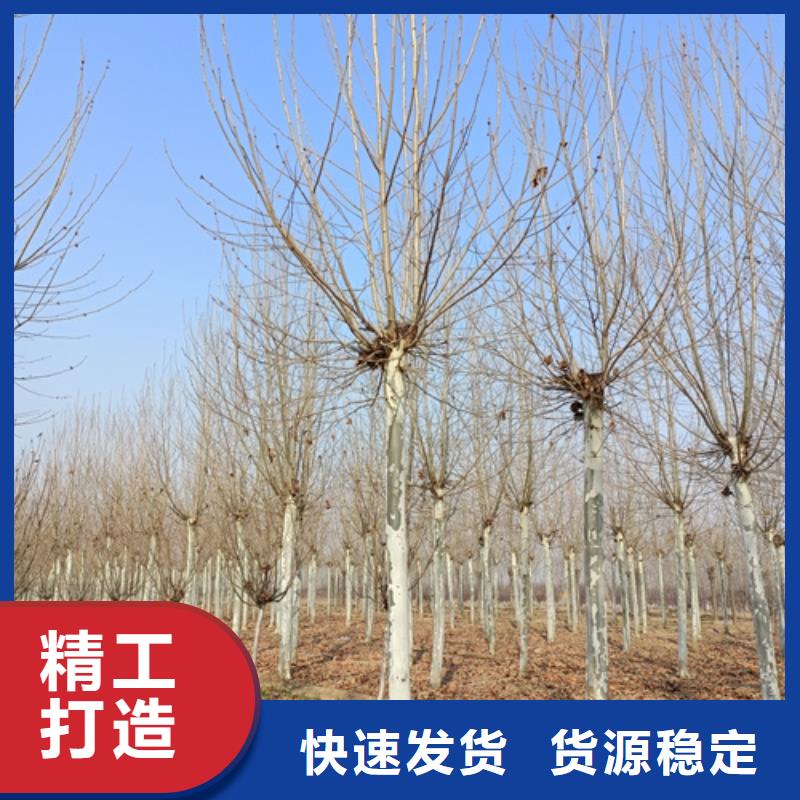 法桐质量上乘