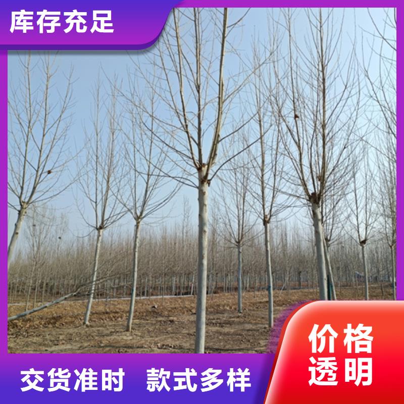法桐国槐做工精细