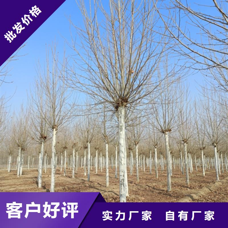 法桐金叶复叶槭量大从优