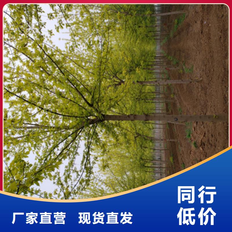 法桐_黄金槐符合行业标准