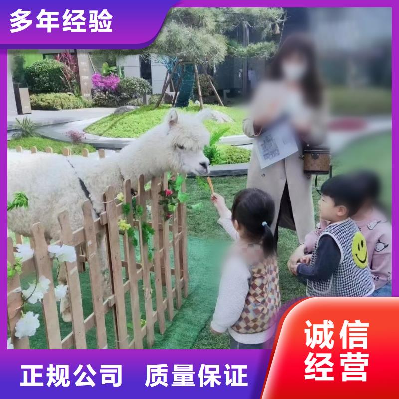 马戏团/羊驼_杂耍演出匠心品质