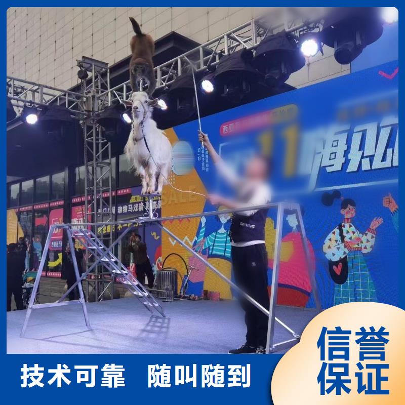 马戏团/羊驼,出租马戏表演良好口碑