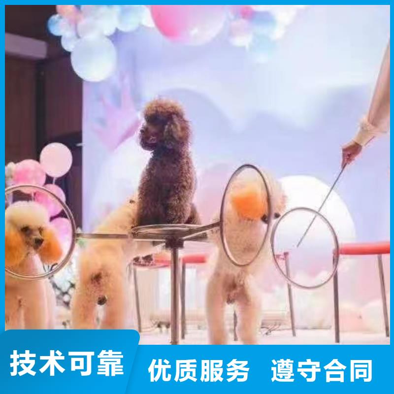 马戏团/羊驼驯兽表演品质优