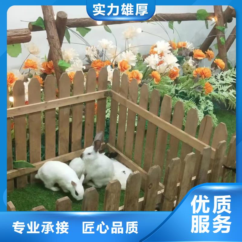 马戏团/羊驼【海狮表演】诚实守信