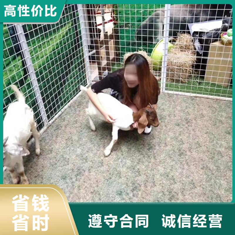 马戏团/羊驼企鹅出租表演价格透明