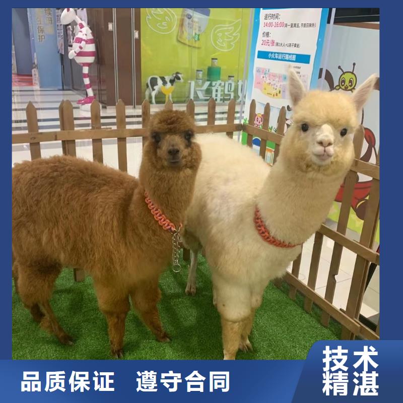 美人鱼表演出租视频-贵州省遵义市|余庆|赤水|黔西南|贵阳|六盘水|毕节|安顺|铜仁美人鱼表演出租-兮洋