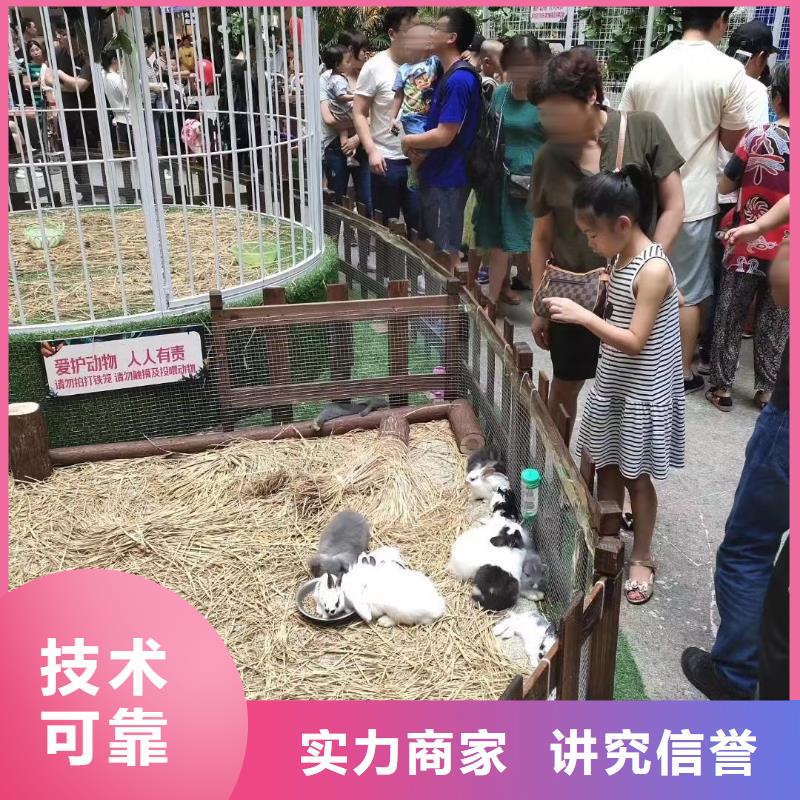 马戏团/羊驼出租马戏表演一站式服务