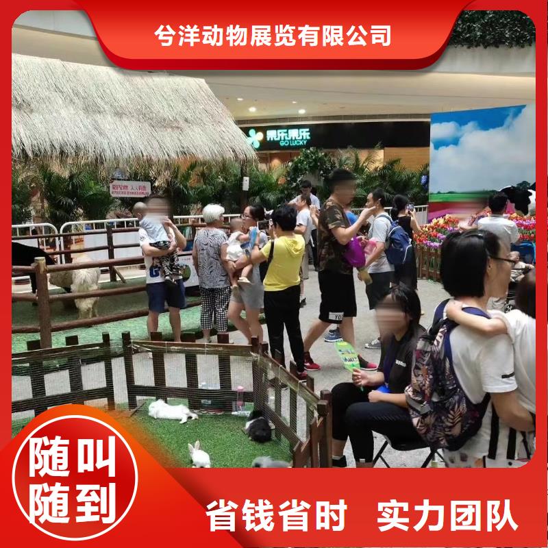 马戏团/羊驼美人鱼表演一对一服务