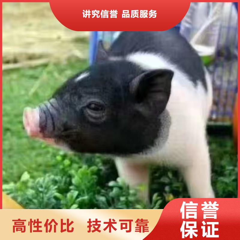 美人鱼表演出租视频-贵州省遵义市|余庆|赤水|黔西南|贵阳|六盘水|毕节|安顺|铜仁美人鱼表演出租-兮洋