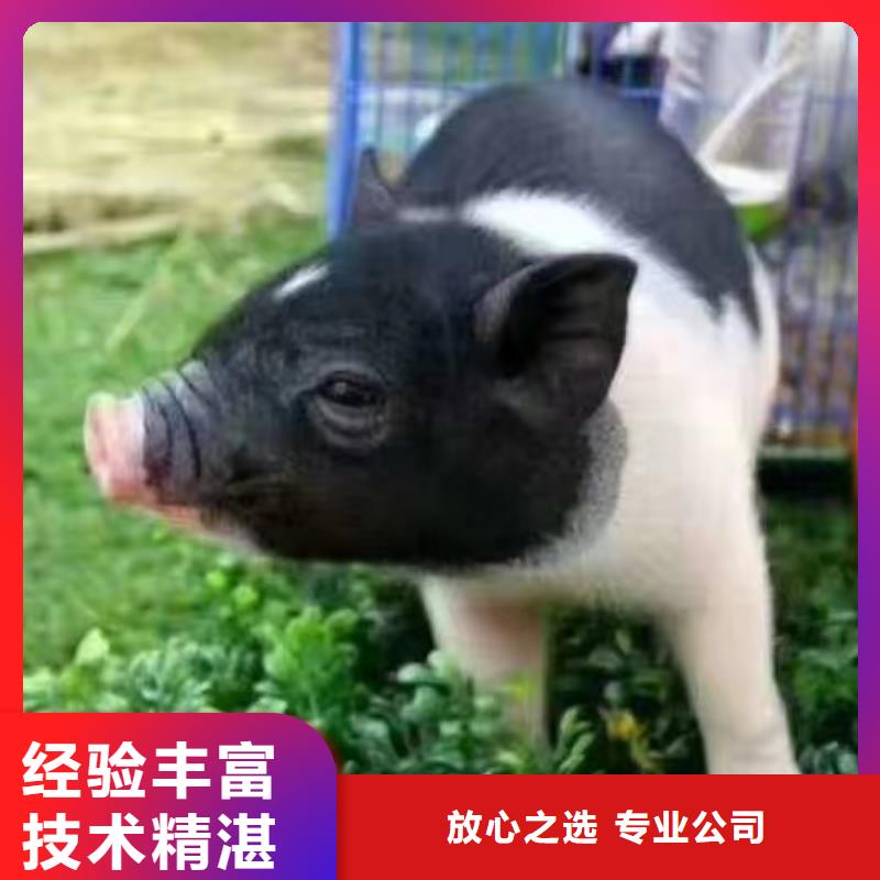 马戏团/羊驼海豚表演专业公司