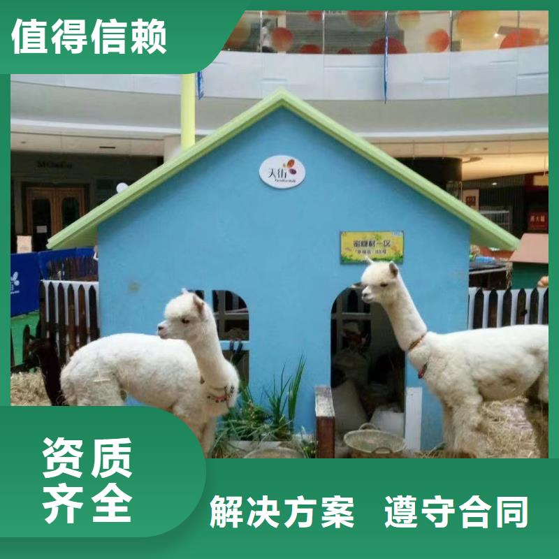 马戏团/羊驼出租表演萌宠一对一服务