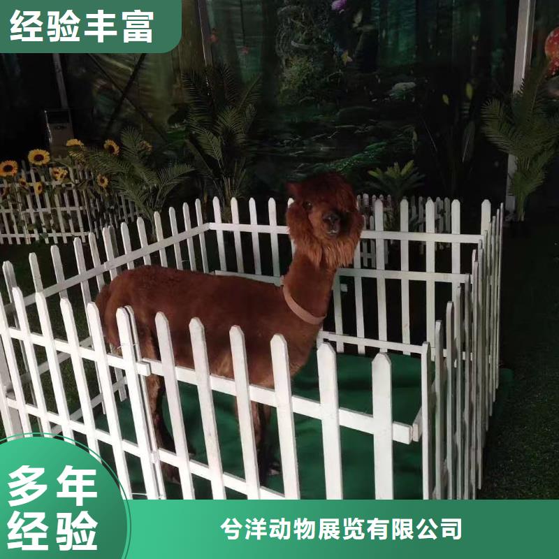 马戏团/羊驼鹦鹉表演价格透明
