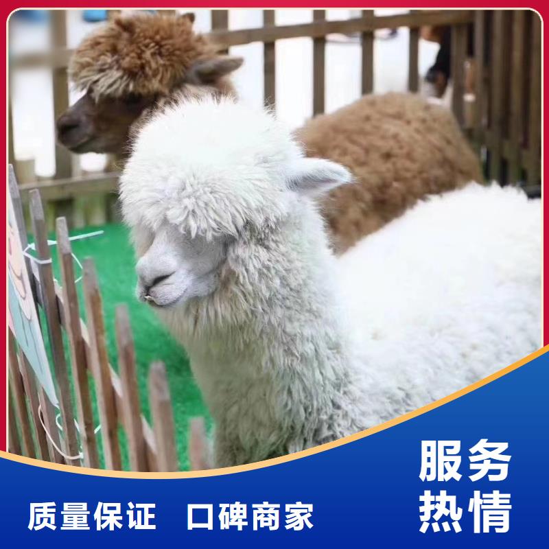 马戏团/羊驼 企鹅出租表演省钱省时