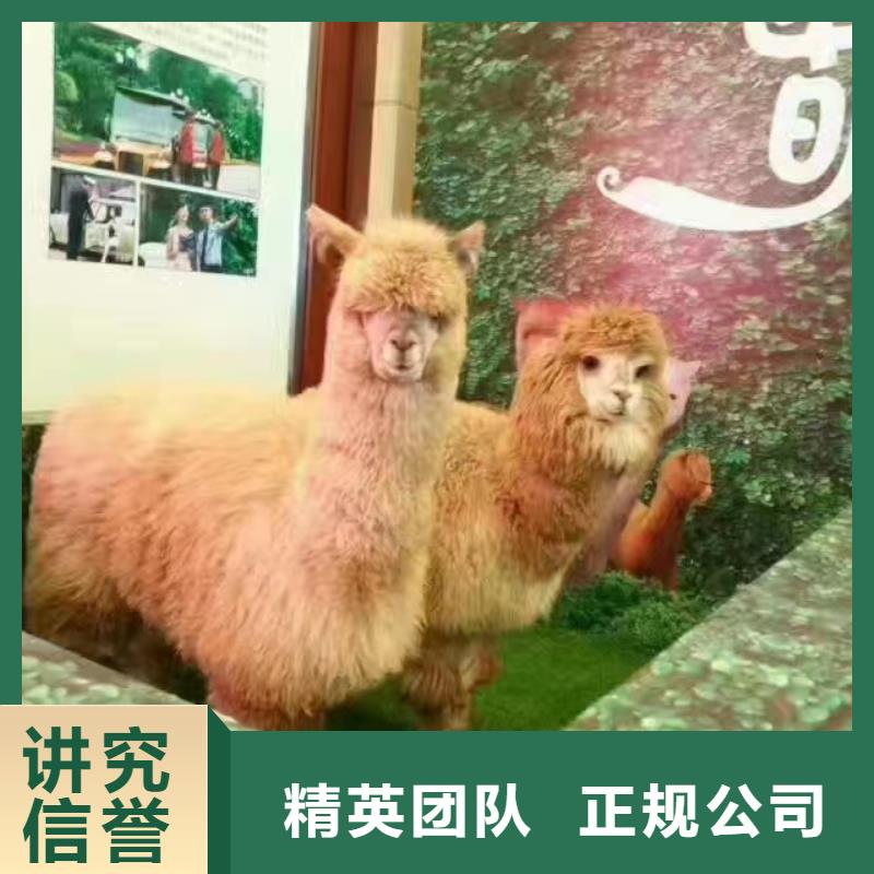 马戏团/羊驼,【租赁美人鱼表演】技术比较好