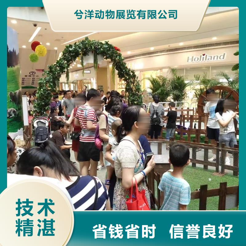 马戏团/羊驼,出租马戏表演良好口碑