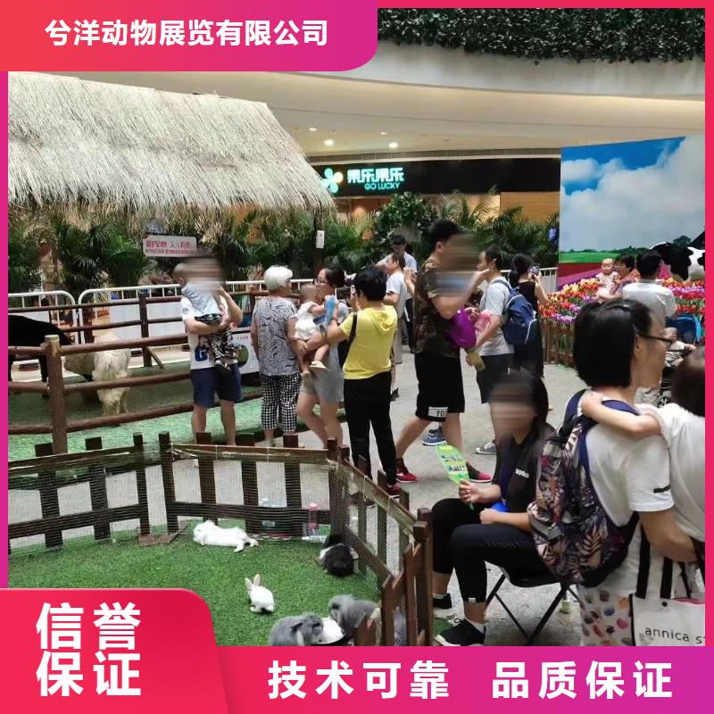 马戏团/羊驼马戏团表演诚实守信
