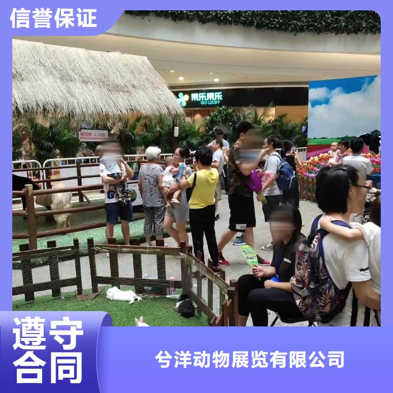 马戏团/羊驼驯兽表演品质优