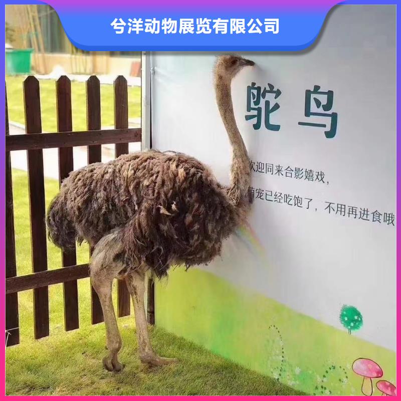 【马戏团/羊驼企鹅租赁诚信经营】