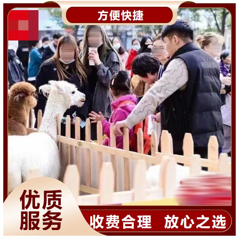 【马戏团/羊驼】,海洋展租赁实力商家