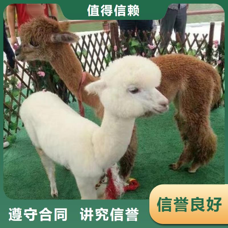 马戏团/羊驼海豚表演信誉良好