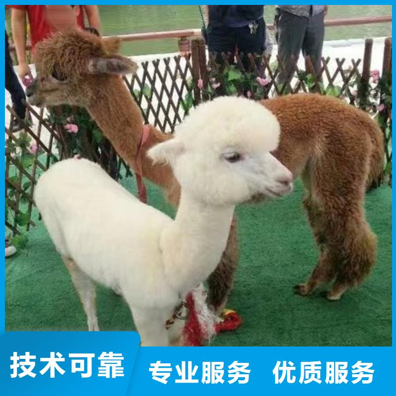 马戏团/羊驼美人鱼表演一对一服务