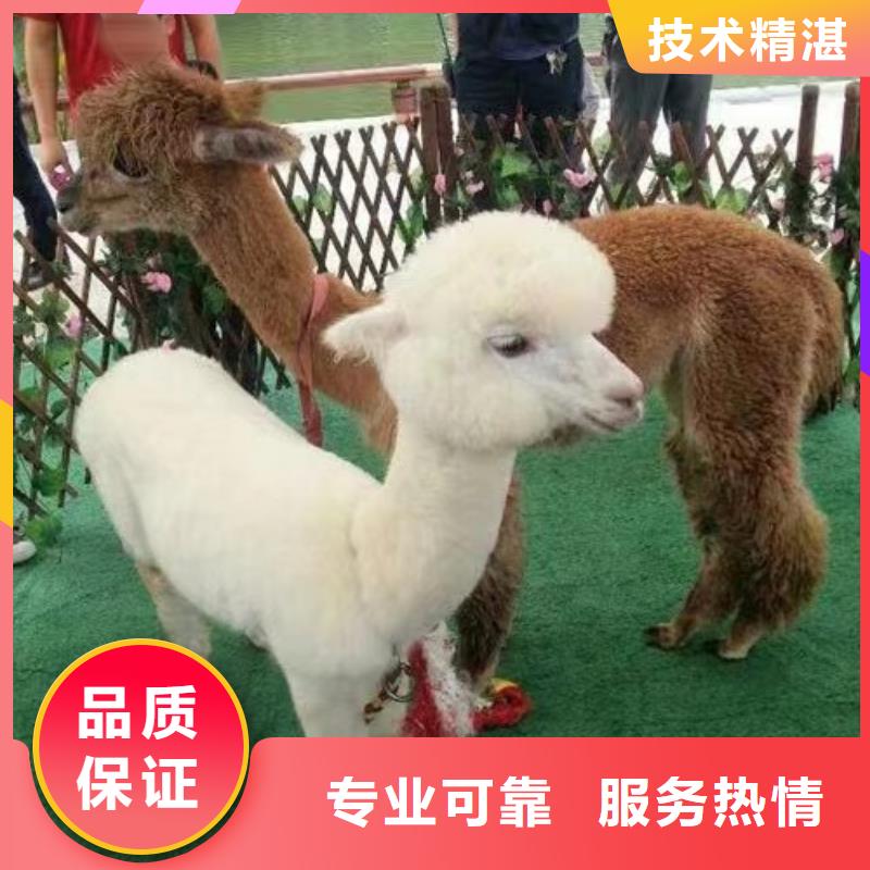 马戏团/羊驼草泥马羊驼租赁快速响应