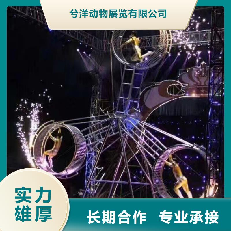 马戏团/羊驼企鹅出租表演价格透明