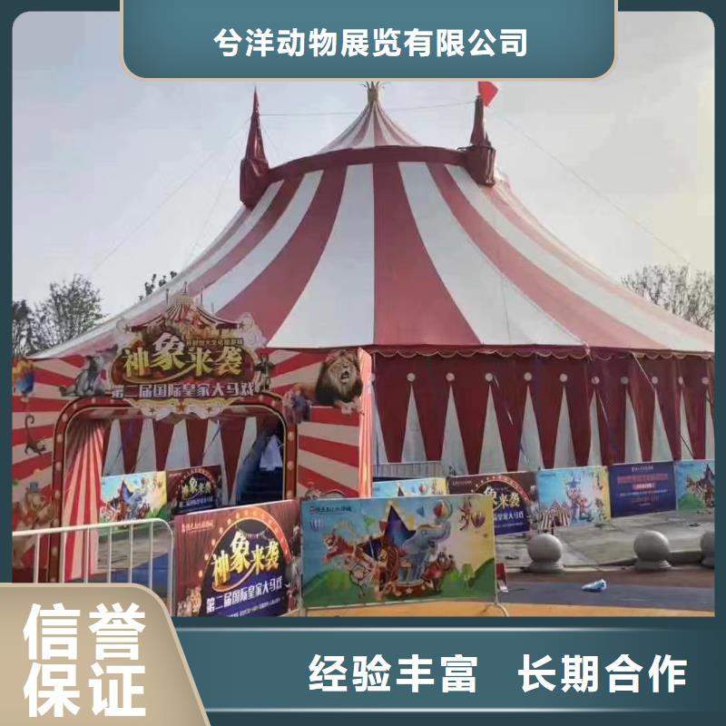 马戏团/羊驼【美人鱼出租演出】从业经验丰富