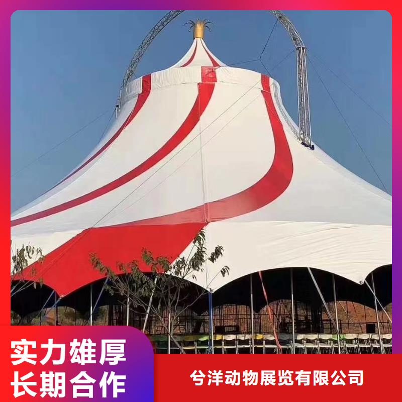 马戏团/羊驼出租动物表演省钱省时