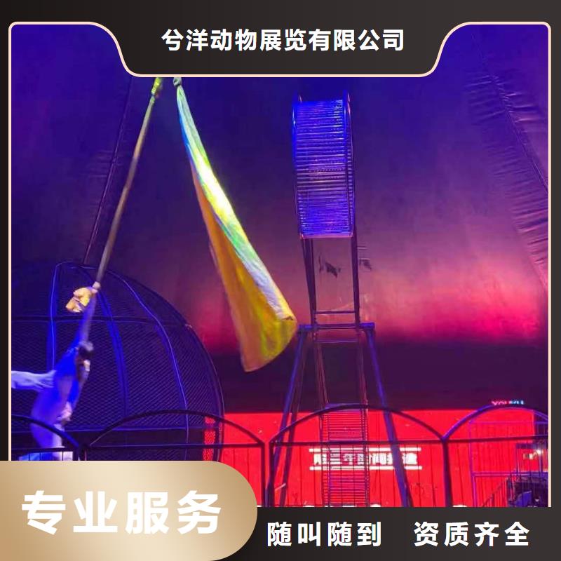 马戏团/羊驼商场马戏表演出租高效快捷