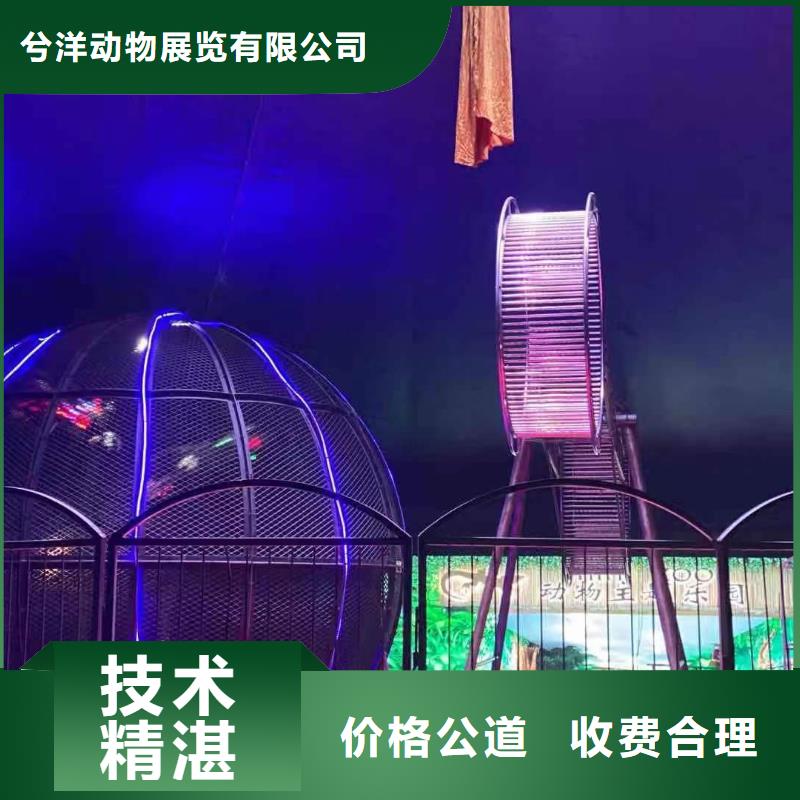 马戏团/羊驼 杂技表演放心