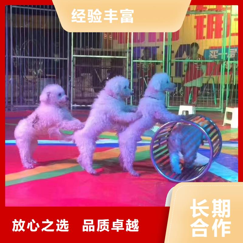马戏团/羊驼鹦鹉表演租赁专业服务