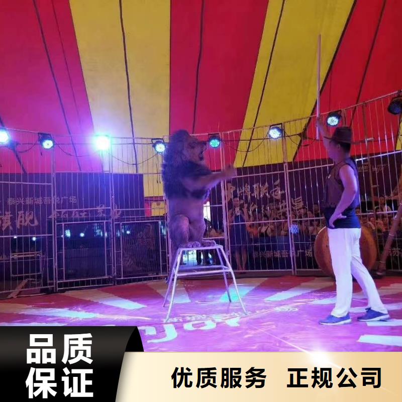 马戏团/羊驼出租表演鹦鹉信誉保证