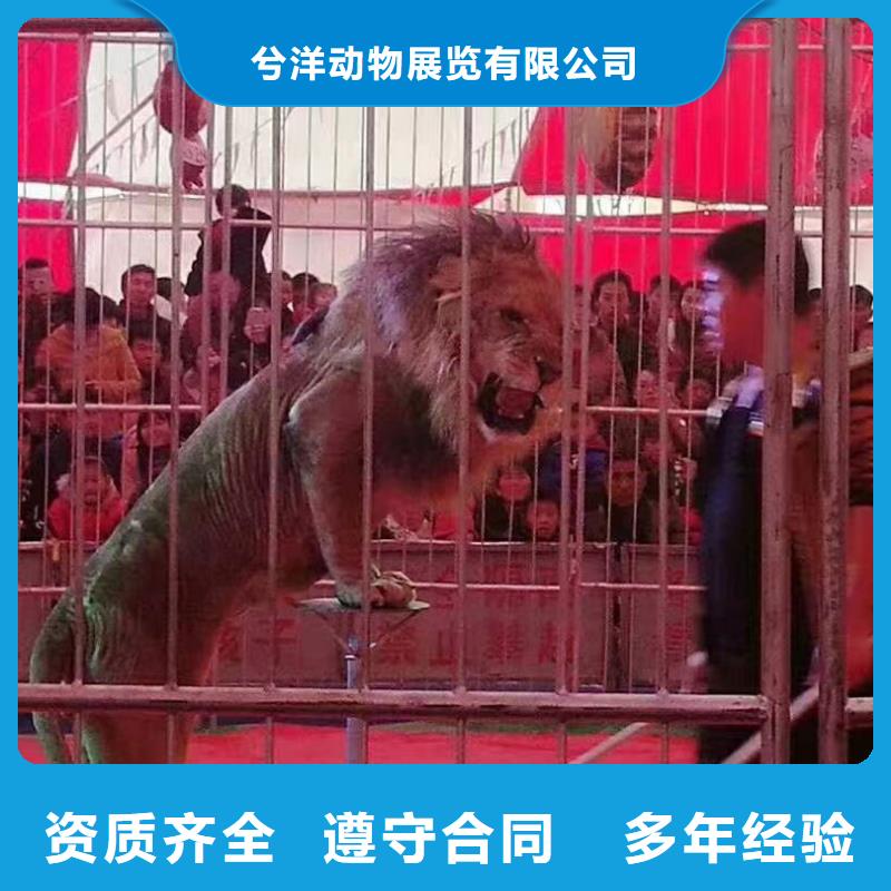 【马戏团/羊驼】【活体羊驼租赁】多年行业经验