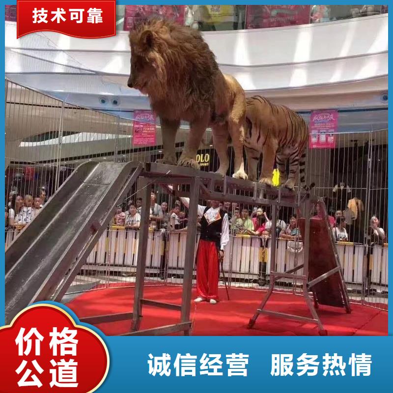 马戏团/羊驼_草泥马羊驼租赁放心