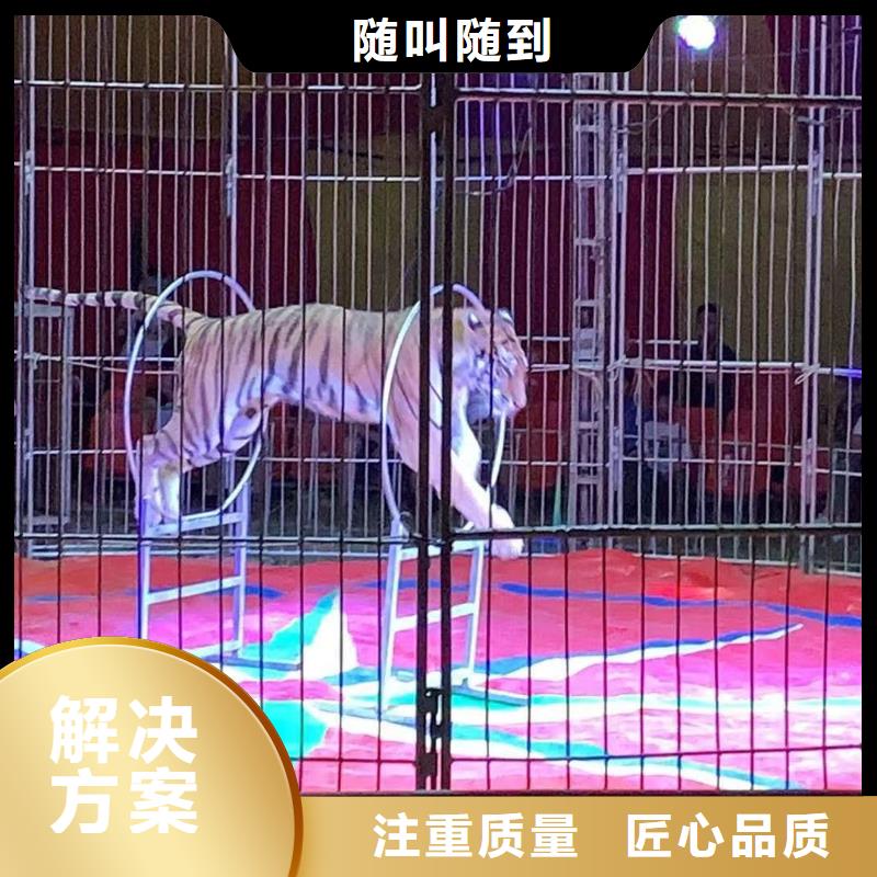 马戏团/羊驼马戏团表演诚实守信