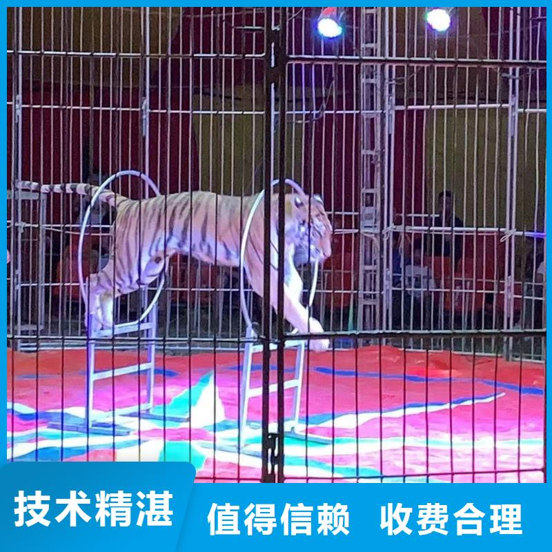 美人鱼表演出租视频-美人鱼表演出租-兮洋动物展览(潍坊市分公司)服务区域寒亭|安丘|莱芜|淄博|菏泽|烟台|东营|聊城