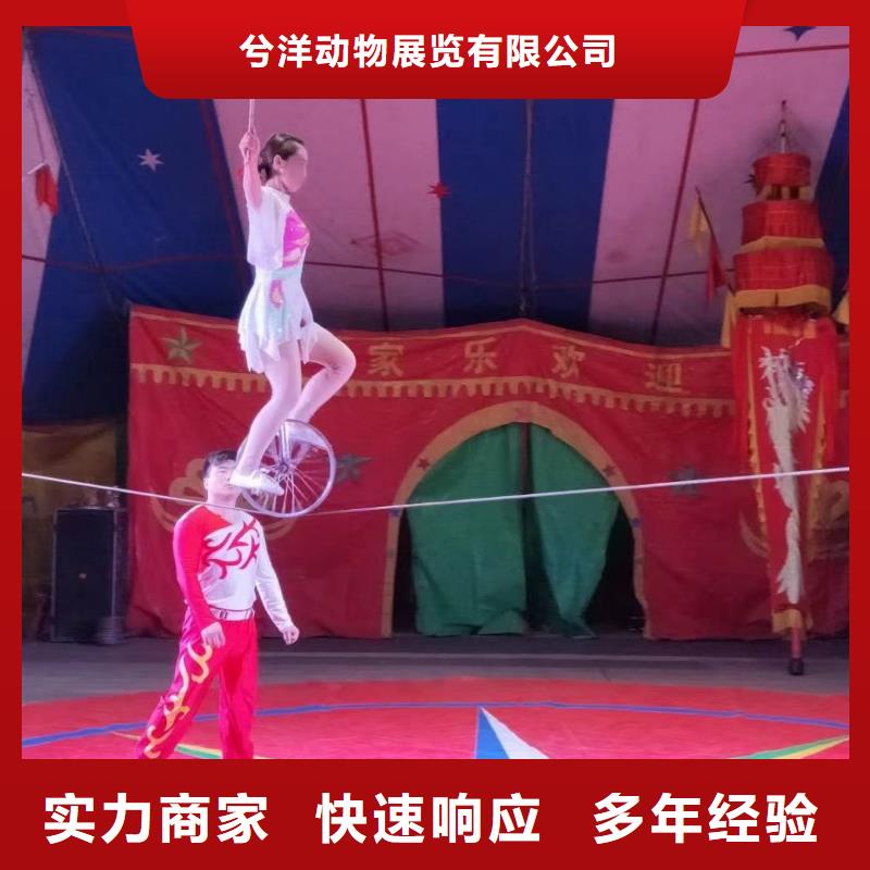 马戏团/羊驼企鹅出租表演价格透明