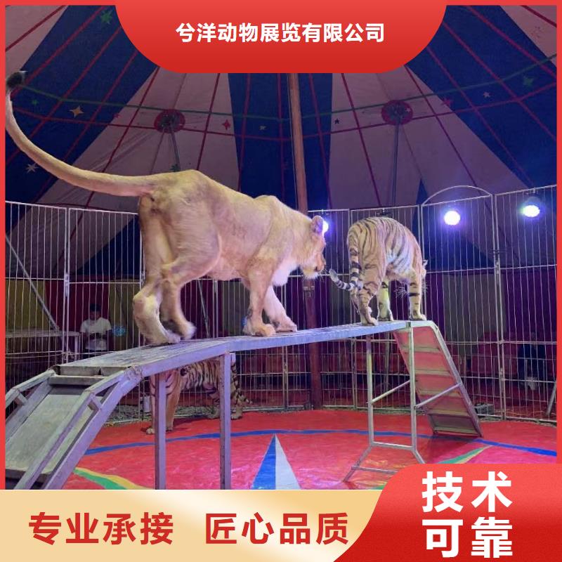 马戏团/羊驼 杂技表演放心