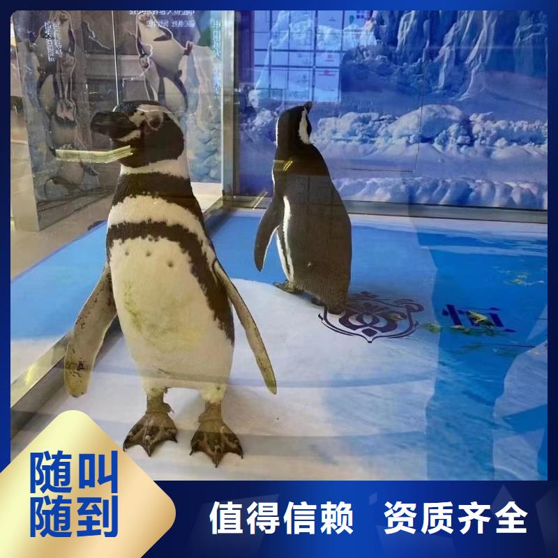 海洋主题动物表演萌宠动物展出租方便快捷