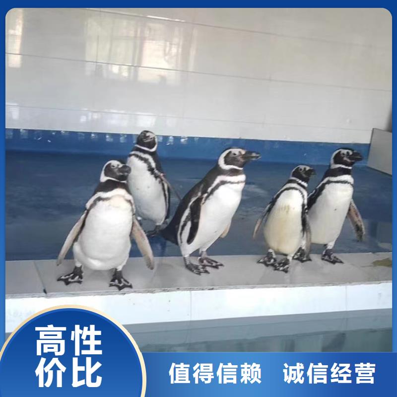 海洋主题动物表演,动物表演出租快速