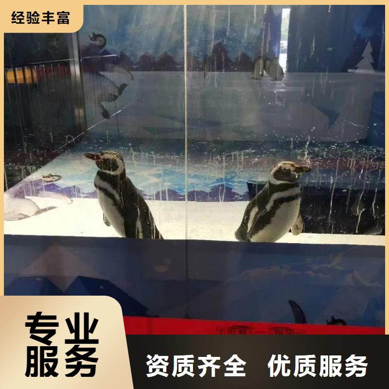 海洋主题动物表演【美人鱼出租演出】专业团队