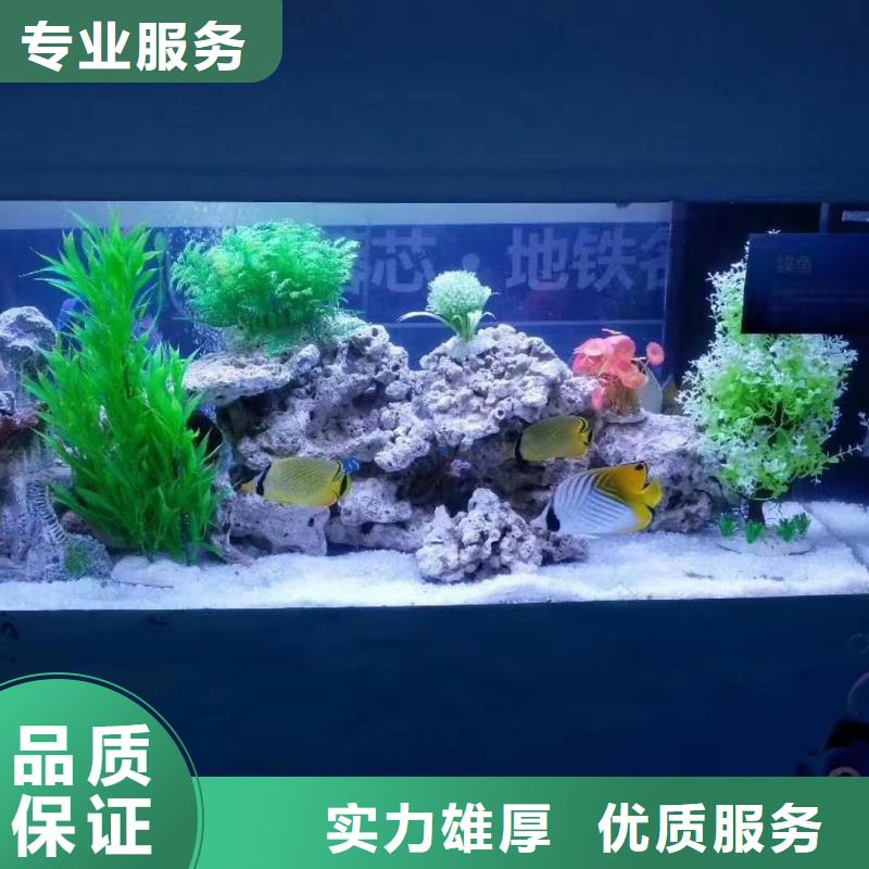 海洋主题动物表演羊驼出租实力商家