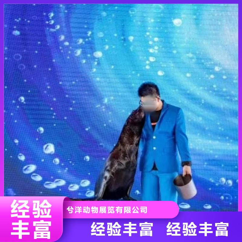 海洋主题动物表演_【马戏团表演出租】质优价廉