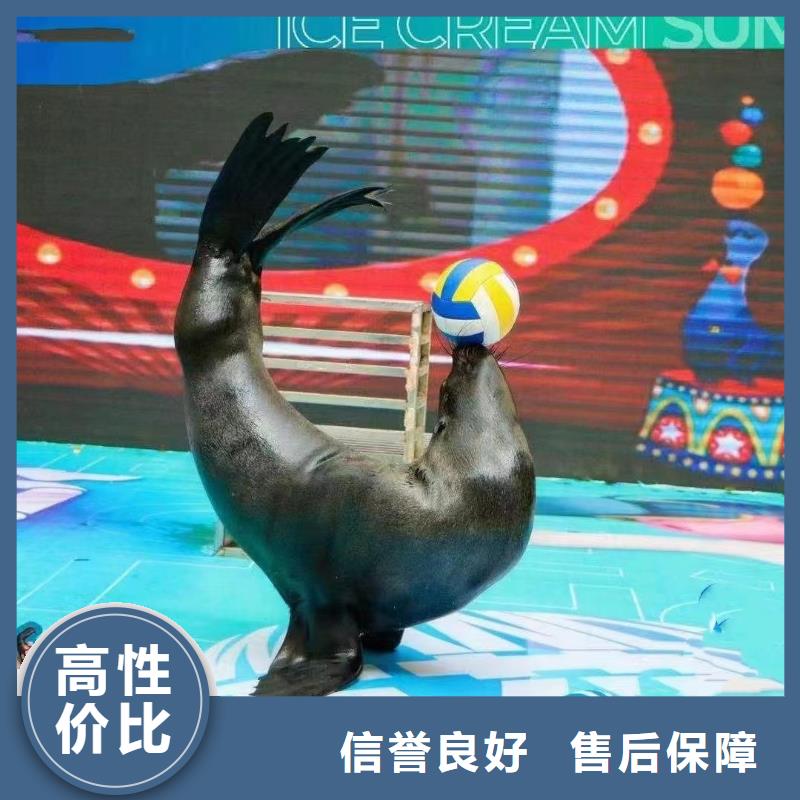海洋主题动物表演出租海狮表演优质服务