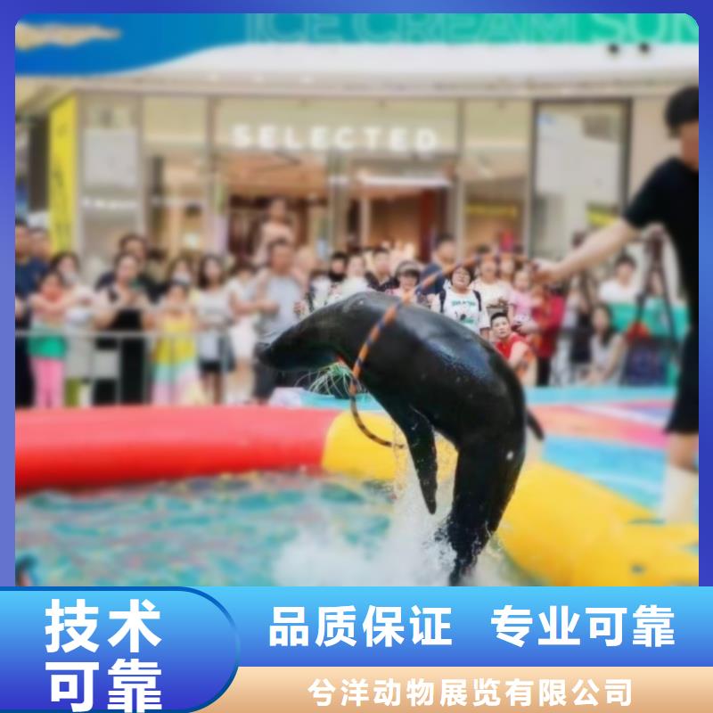 海洋主题动物表演马戏团表演知名公司