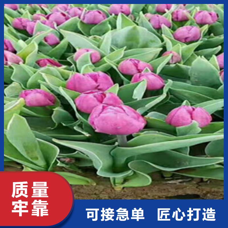 时令草花鲁冰花/粉黛乱子草专业设计