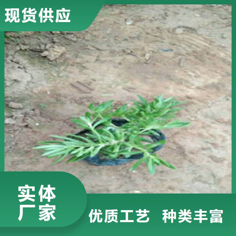 时令草花五一国庆草花批发主推产品