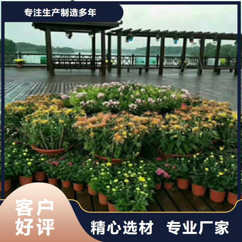 时令草花,花海景观工程诚信可靠